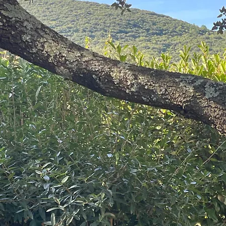 Les Chenes Verts La Boissière