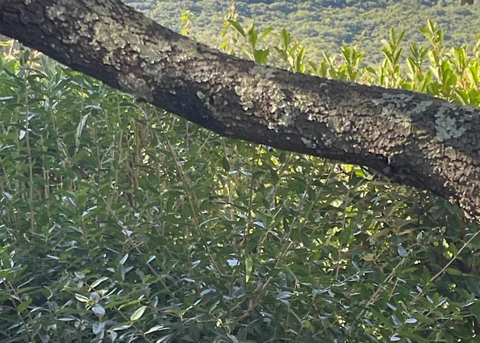 Les Chenes Verts La Boissiere (Herault)